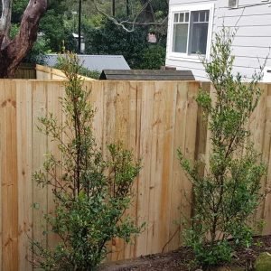 TIMBER PALING FENCE 28